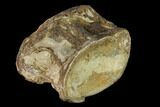 Fossil Xiphactinus (Cretaceous Fish) Vertebra - Kansas #142492-1